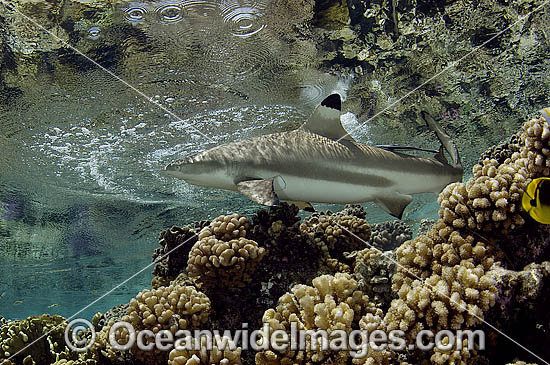 Blacktip Reef Shark (Carcharhinus melanopterus). Also known as Blacktip Shark. French Polynesia, South Pacific Photo - Michael Patrick O'Neill Blacktip Reef Shark (Carcharhinus melanopterus). Also known as Blacktip Shark. French Polynesia, South Pacific Photo - Michael Patrick O'Neill