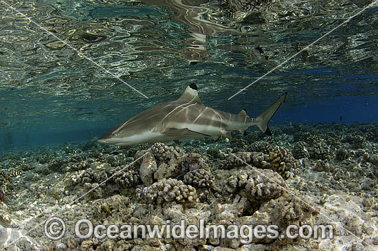 Blacktip Reef Shark (Carcharhinus melanopterus). Also known as Blacktip Shark. French Polynesia, South Pacific Photo - Michael Patrick O'Neill Blacktip Reef Shark (Carcharhinus melanopterus). Also known as Blacktip Shark. French Polynesia, South Pacific Photo - Michael Patrick O'Neill