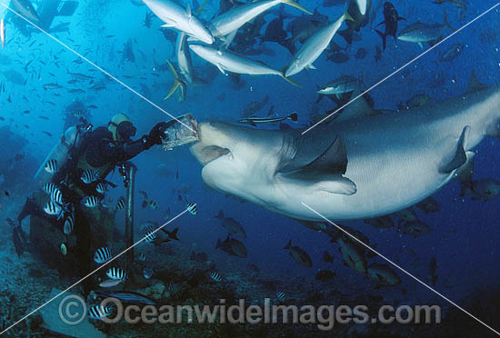 Diver hand feeding a Bull Shark photo