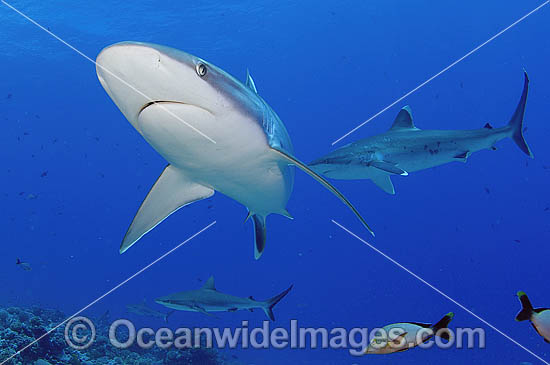 Grey Reef Shark and Silvertip Shark photo