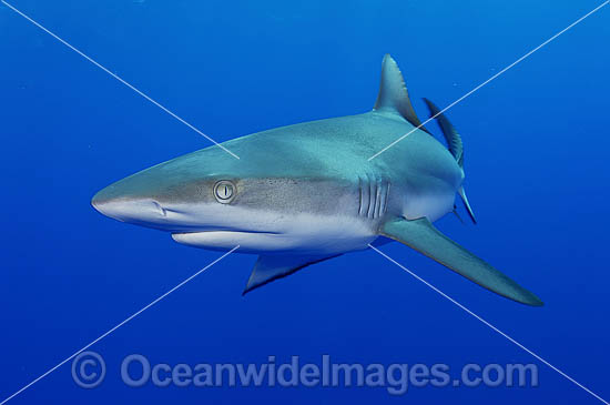 Gray Reef Shark (Carcharhinus amblyrhynchos). Also known as Grey Reef Shark, Black-vee Whaler and Longnose Blacktail Shark. French Polynesia. Found throughout tropical Indo-West and Central Pacific. Photo - Michael Patrick O'Neill