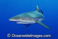 Gray Reef Shark Photo - Michael Patrick O'Neill