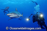 Scuba Diver photographing Gray Reef Shark Photo - Michael Patrick O'Neill