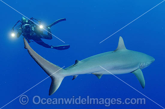 Scuba Diver photographing Gray Reef Shark (Carcharhinus amblyrhynchos). Also known as Grey Reef Shark, Black-vee Whaler and Longnose Blacktail Shark. French Polynesia. Found throughout tropical Indo-West and Central Pacific. Scuba Diver photographing Gray Reef Shark (Carcharhinus amblyrhynchos). Also known as Grey Reef Shark, Black-vee Whaler and Longnose Blacktail Shark. French Polynesia. Found throughout tropical Indo-West and Central Pacific.