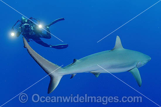 Scuba Diver photographing Grey Reef Shark photo