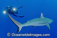 Scuba Diver photographing Grey Reef Shark Photo - Michael Patrick O'Neill