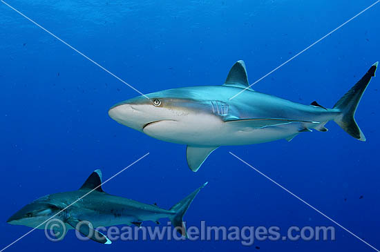 Silvertip Shark Carcharhinus albimarginatus photo
