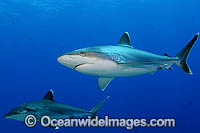 Silvertip Shark Carcharhinus albimarginatus Photo - Michael Patrick O'Neill