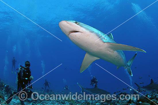 Scuba Divers Silvertip Shark photo