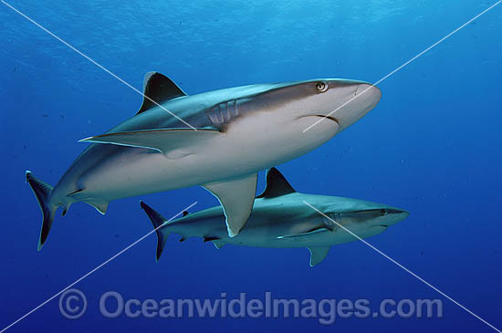 Silvertip Shark with Scuba Diver photo