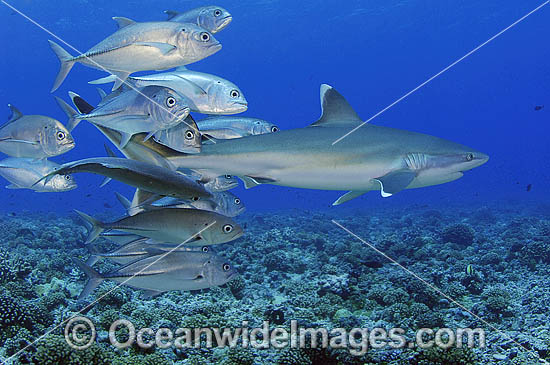Silvertip Shark (Carcharhinus albimarginatus) with Big-eye Jacks (Caranx sexfasciatus). French Polynesia. Found throughout tropical Indo-Pacific. Photo - Michael Patrick O'Neill