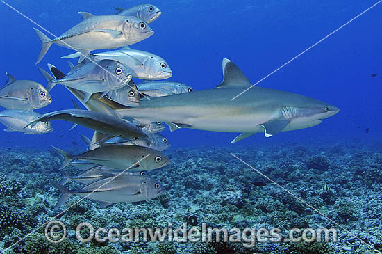 Silvertip Shark with Big-eye Jacks photo