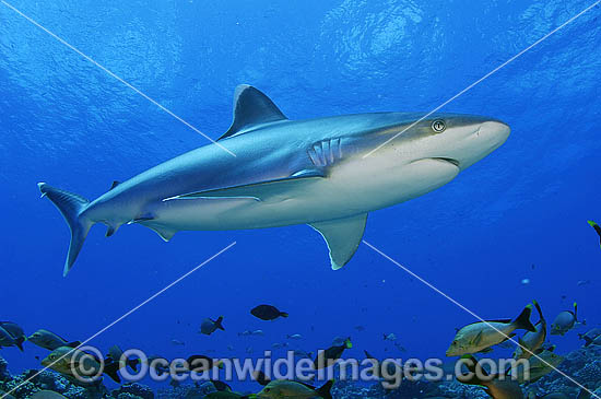 Silvertip Shark Carcharhinus albimarginatus photo