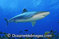 Silvertip Shark Carcharhinus albimarginatus Photo - Michael Patrick O'Neill