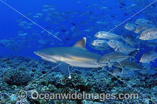 Silvertip Shark with Big-eye Jacks photo Silvertip Shark with Big-eye Jacks photo