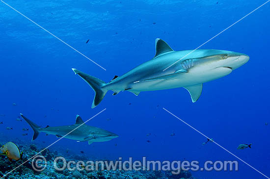 Silvertip Shark (Carcharhinus albimarginatus). French Polynesia. Found throughout tropical Indo-Pacific. Photo - Michael Patrick O'Neill