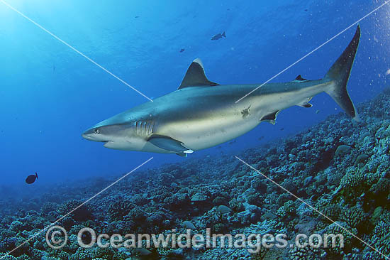 Silvertip Shark photo