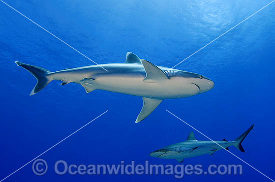 Silvertip Shark with Grey Reef Shark photo