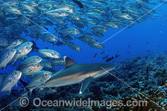 Silvertip Shark with Big-eye Jacks photo