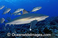 Silvertip Shark with Big-eye Jacks Photo - Michael Patrick O'Neill