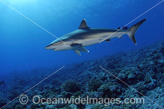 Silvertip Shark Carcharhinus albimarginatus photo Silvertip Shark Carcharhinus albimarginatus photo