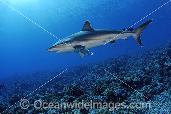 Silvertip Shark Carcharhinus albimarginatus photo