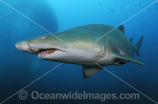 Scuba Diver with Grey Nurse Shark photo