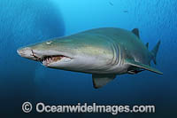 Scuba Diver with Grey Nurse Shark Photo - Michael Patrick O'Neill