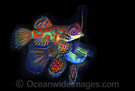 Mandarin-fish courting behaviour photo