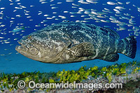 Atlantic Goliath Grouper surrounded by Baitfish Photo - Michael Patrick O'Neill