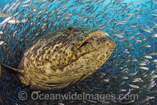 Atlantic Goliath Grouper surrounded by Baitfish photo