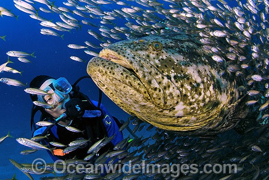 Scuba Diver Atlantic Goliath Grouper Baitfish photo
