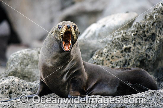 Guadalupe Fur Seal Arctocephalus townsendi photo