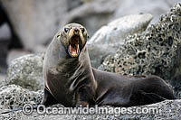 Guadalupe Fur Seal Arctocephalus townsendi Photo - Michael Patrick O'Neill