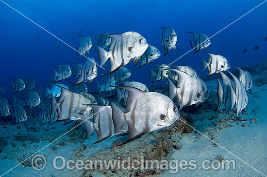 Schooling Atlantic Spadefish photo