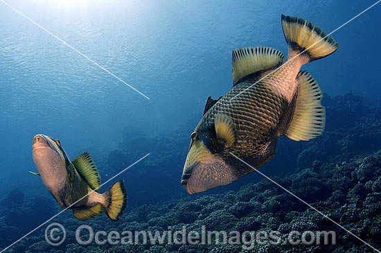 Titan Triggerfish courtship behaviour photo