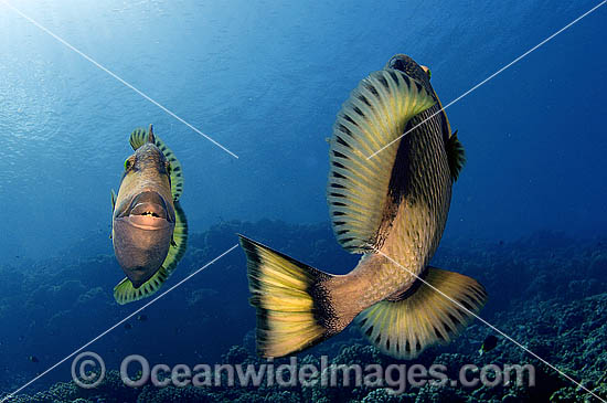 Titan Triggerfish courtship behavior photo