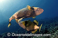 Titan Triggerfish courtship Photo - Michael Patrick O'Neill