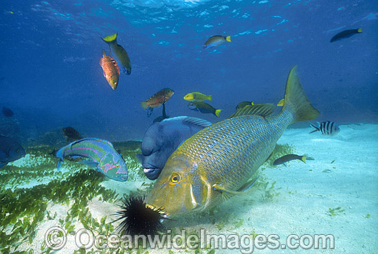 Spangled Emperor feeding on Sea Urchin photo Spangled Emperor feeding on Sea Urchin photo