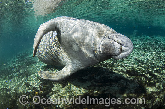 Florida Manatee (Trichechus manatus latirostris). Also known as Sea Cow. Crystal River Florida, USA. Classified Endangered Species on the IUCN Red list. Photo - Michael Patrick O'Neill Florida Manatee (Trichechus manatus latirostris). Also known as Sea Cow. Crystal River Florida, USA. Classified Endangered Species on the IUCN Red list. Photo - Michael Patrick O'Neill