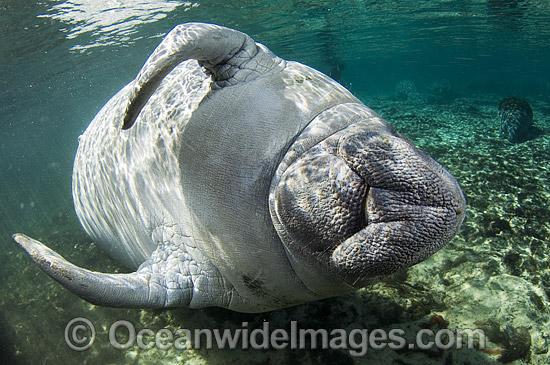 Florida Manatee (Trichechus manatus latirostris). Also known as Sea Cow. Crystal River Florida, USA. Classified Endangered Species on the IUCN Red list. Photo - Michael Patrick O'Neill Florida Manatee (Trichechus manatus latirostris). Also known as Sea Cow. Crystal River Florida, USA. Classified Endangered Species on the IUCN Red list. Photo - Michael Patrick O'Neill