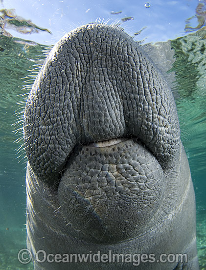 Florida Manatee (Trichechus manatus latirostris). Also known as Sea Cow. Crystal River Florida, USA. Classified Endangered Species on the IUCN Red list. Photo - Michael Patrick O'Neill Florida Manatee (Trichechus manatus latirostris). Also known as Sea Cow. Crystal River Florida, USA. Classified Endangered Species on the IUCN Red list. Photo - Michael Patrick O'Neill