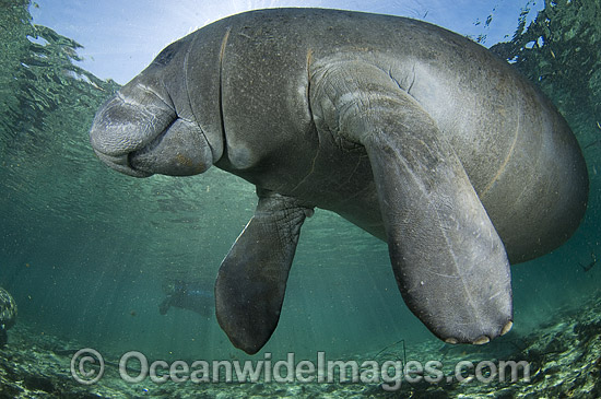 Florida Manatee photo