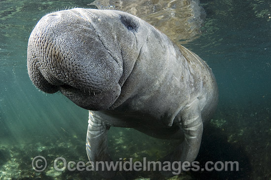 Florida Manatee (Trichechus manatus latirostris). Also known as Sea Cow. Crystal River Florida, USA. Classified Endangered Species on the IUCN Red list. Photo - Michael Patrick O'Neill Florida Manatee (Trichechus manatus latirostris). Also known as Sea Cow. Crystal River Florida, USA. Classified Endangered Species on the IUCN Red list. Photo - Michael Patrick O'Neill