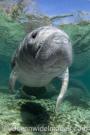 Florida Manatee Sea Cow photo