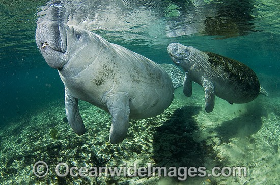 Florida Manatee (Trichechus manatus latirostris). Also known as Sea Cow. Crystal River Florida, USA. Classified Endangered Species on the IUCN Red list. Photo - Michael Patrick O'Neill
