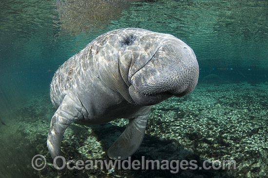Florida Manatee (Trichechus manatus latirostris). Also known as Sea Cow. Crystal River Florida, USA. Classified Endangered Species on the IUCN Red list. Photo - Michael Patrick O'Neill