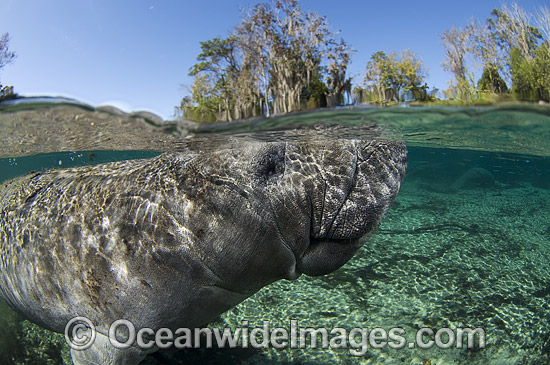 Florida Manatee (Trichechus manatus latirostris). Also known as Sea Cow. Crystal River Florida, USA. Classified Endangered Species on the IUCN Red list. Photo - Michael Patrick O'Neill Florida Manatee (Trichechus manatus latirostris). Also known as Sea Cow. Crystal River Florida, USA. Classified Endangered Species on the IUCN Red list. Photo - Michael Patrick O'Neill