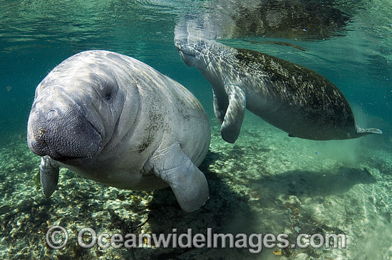 Florida Manatee (Trichechus manatus latirostris). Also known as Sea Cow. Crystal River Florida, USA. Classified Endangered Species on the IUCN Red list. Photo - Michael Patrick O'Neill Florida Manatee (Trichechus manatus latirostris). Also known as Sea Cow. Crystal River Florida, USA. Classified Endangered Species on the IUCN Red list. Photo - Michael Patrick O'Neill