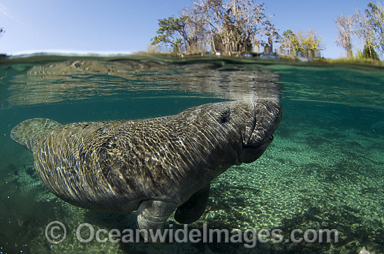 Florida Manatee (Trichechus manatus latirostris). Also known as Sea Cow. Crystal River Florida, USA. Classified Endangered Species on the IUCN Red list. Photo - Michael Patrick O'Neill Florida Manatee (Trichechus manatus latirostris). Also known as Sea Cow. Crystal River Florida, USA. Classified Endangered Species on the IUCN Red list. Photo - Michael Patrick O'Neill